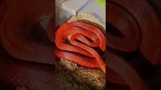 Czerwony Poniedziałek! #cornsnake #wążzbożowy #pets