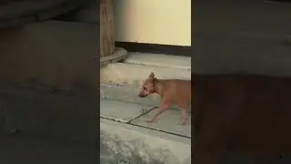 Cute Female Dog