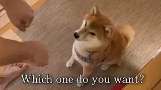 Shiba inu didn’t get bamboozled ???
