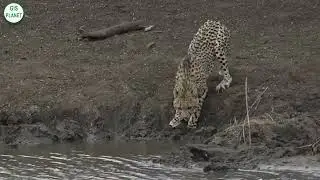 Crocodile Catches Cheetah | Safari Park | GIS PLANET