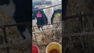 ОСТОРОЖНО РОТОВИРУС!Экспресс-тест для телят.Здоровье молодняка КРС.Содержание КРС.Ветеринария.Ферма