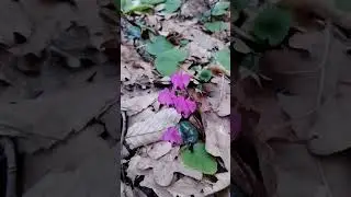 ЛЕСНОЕ ЭХО
