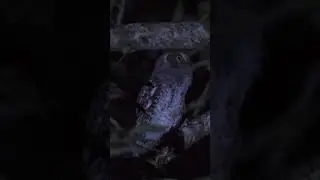 Middle American Screech Owl Call #shorts #owls
