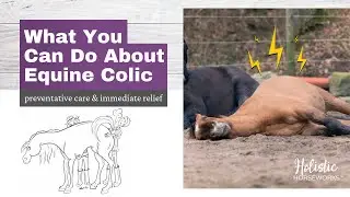 Equine Colic - Horses with Colic Symptoms - What you can do