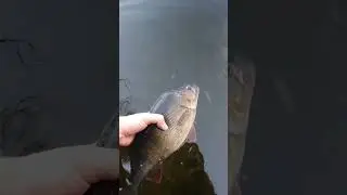 BIG Clearwater PERCH RELEASE!