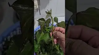 ngọn rau khoai