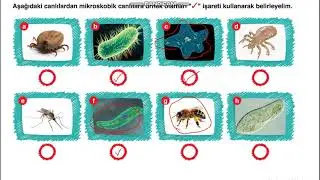 5. Sınıf Canlıları Tanıyalım Konu Anlatım ve Soru