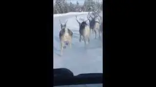 На оленях
