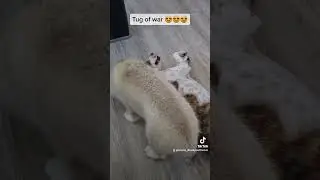 Tug of War #husky #huskies #huskybaby #huskies #tugofwar #huskylove #huskylife #bullarab