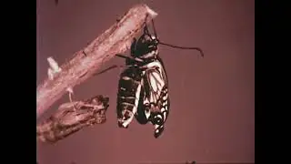 Butterfly Mystery (1956) Moody Institute of Science, Insects