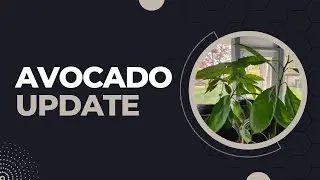 Avocado Plant 6 months from seed // Debugging Houseplants for winter