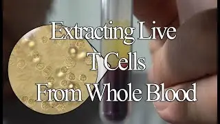 Extracting LIVE T Cells From Blood