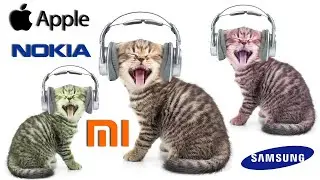 Cat ringtone for your phone