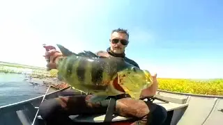 PESCA SUB - Azulão | FAMA SUB | #pescasub #rioparaná #fishing .