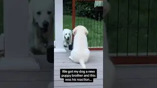 This dogs reaction to getting a new puppy is PRICELESS😂 #dogs #shorts