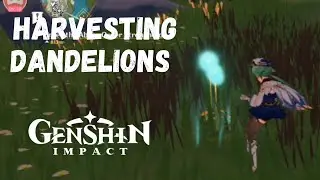 Genshin Impact Gameplay | How to Harvest Dandelion Seeds