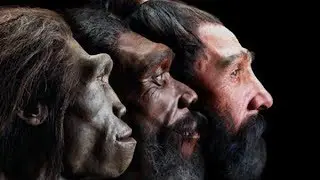 Raras Evidencias de la evolución en partes del cuerpo humano