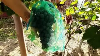 Виноград Гомельщины. Валовень Андрей Васильевич. Виноградный дворик.
