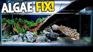 Saving an Algae-Infested Aquarium With My NEW CUSTOM Shallow Tank!