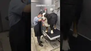 #TikTok #youtubeshort #cutedog #dog #cat #cutecat #short #shorts #animal #Luong chelich 9501