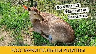 В ПОЛЬШУ НА МАШИНЕ. ЗООПАРКИ ПОЛЬШИ И ЛИТВЫ