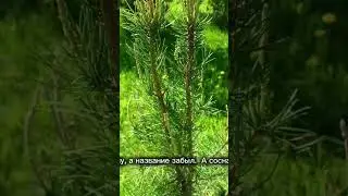 Сосна неизвестная, но интересная - 3seed.ru - семена и саженцы по  всей стране!