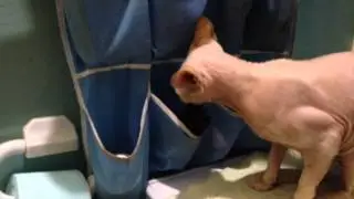 Недосфинкс канадский