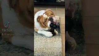 English Bulldog Chunk is Not Giving Up His Bone #dog #dad #cute #shorts #funny #viral