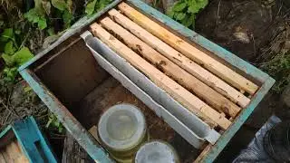 Two framed bees preparing for the harsh winter.