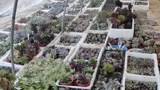 5 Eylül de çekilmiş bir video✅file çekmeden önce✅kuşlarin saldırısı🐦🐦🐦😯