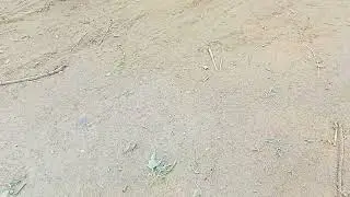 Ам жалау ❤️ қотағын аузыма тигізді