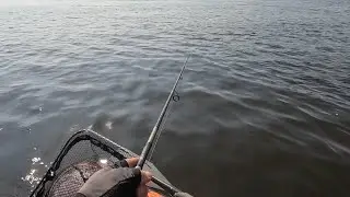 Щука  опять взялась за своё “грязное дело”.