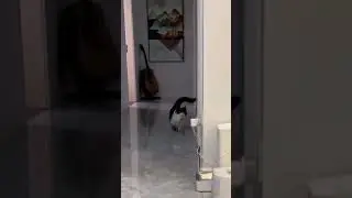 Привет мяу