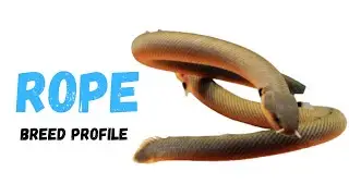 Rope Fish (Reed Fish) Guide & Care | Rope Fish Breed Profile 