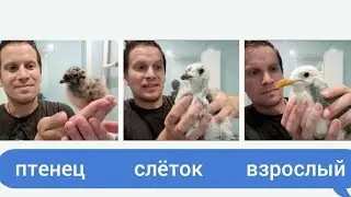 ПТЕНЕЦ - СЛЁТОК - ВЗРОСЛЫЙ. Сизая чайка