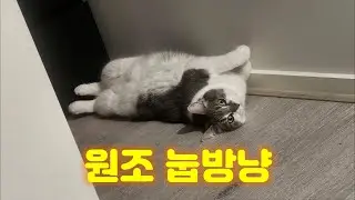 원조 눕방냥 젤리 나가신다!!