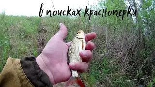 Мормышинг  поиск красноперки.