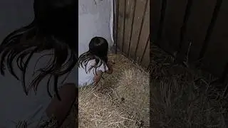 Збираю яйця які знесла курка в баби в хліву 🤗