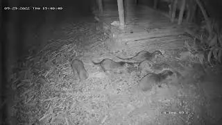 Rare sighting of a Wild otter family caught on CCTV camera