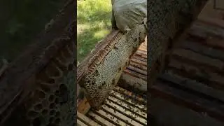 Пчёлы принесли мёд