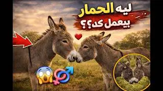 أغرب سلوكيات تزاوج الحمير!! _ كيف يتزاوج الحمار؟؟