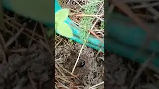 белая икра?! да ну на... А ведь это кто-то ест!!!