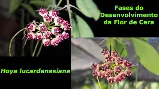 Fases do Desenvolvimento da Flor de Cera Hoya lucardenasiana
