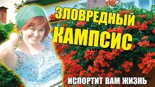 Моя зловредная лиана Кампсис – настоящий агрессор