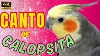 Canto de Calopsita #calopsitas #calopsita