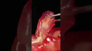 Pomegranate in ASMR Video 
