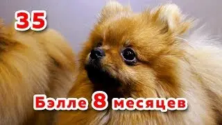 🐾 Dog ate money, 8 month old spitz puppy, 2019