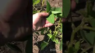 Соя на півдні ❌🌧️😤1 червня.