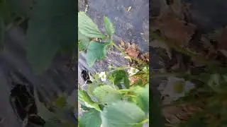 клубника готовиться к осеннему урожаю