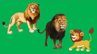 Green Screen Effect - Animals - Lion - FiazKhadmi